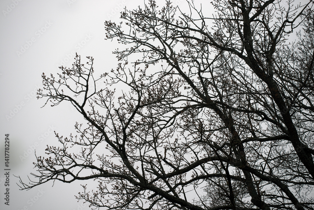 silhouette of a tree with a bird, eastern,nacka,sverige,sweden,stockholm.mats,autumn silhouette of a tree with a bird, eastern,nacka,sverige,sweden,stockholm.mats,autumn