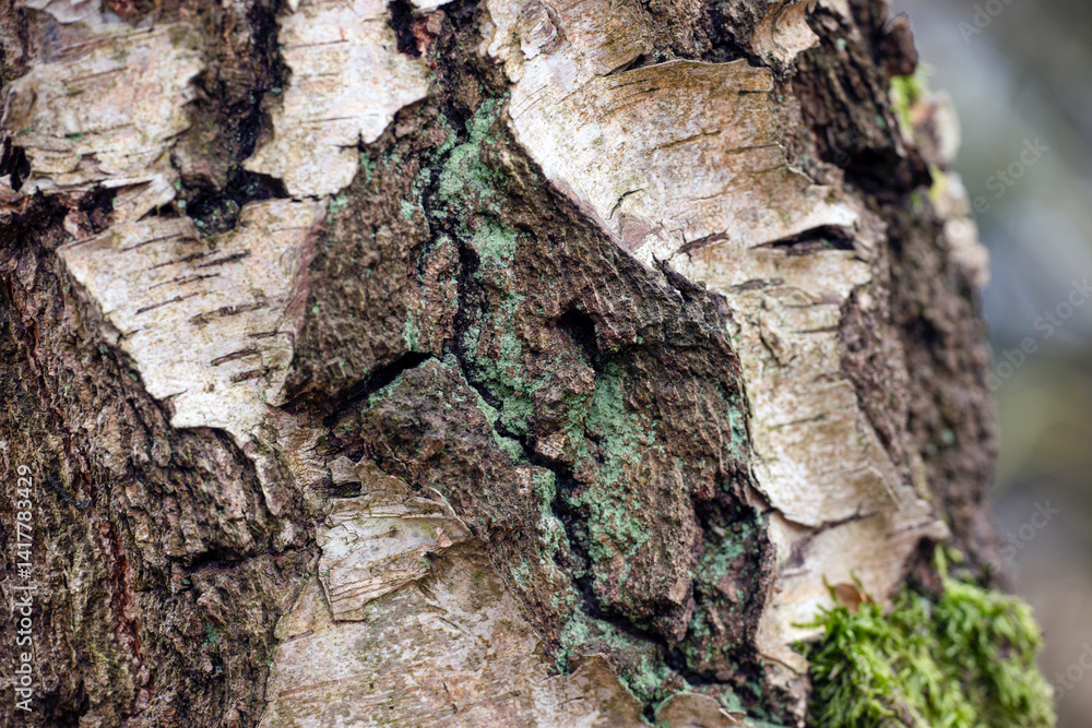 bark of a treegreen moss on a tree,nacka,sverige,sweden,stockholm.mats,autumn bark of a treegreen moss on a tree,nacka,sverige,sweden,stockholm.mats,autumn