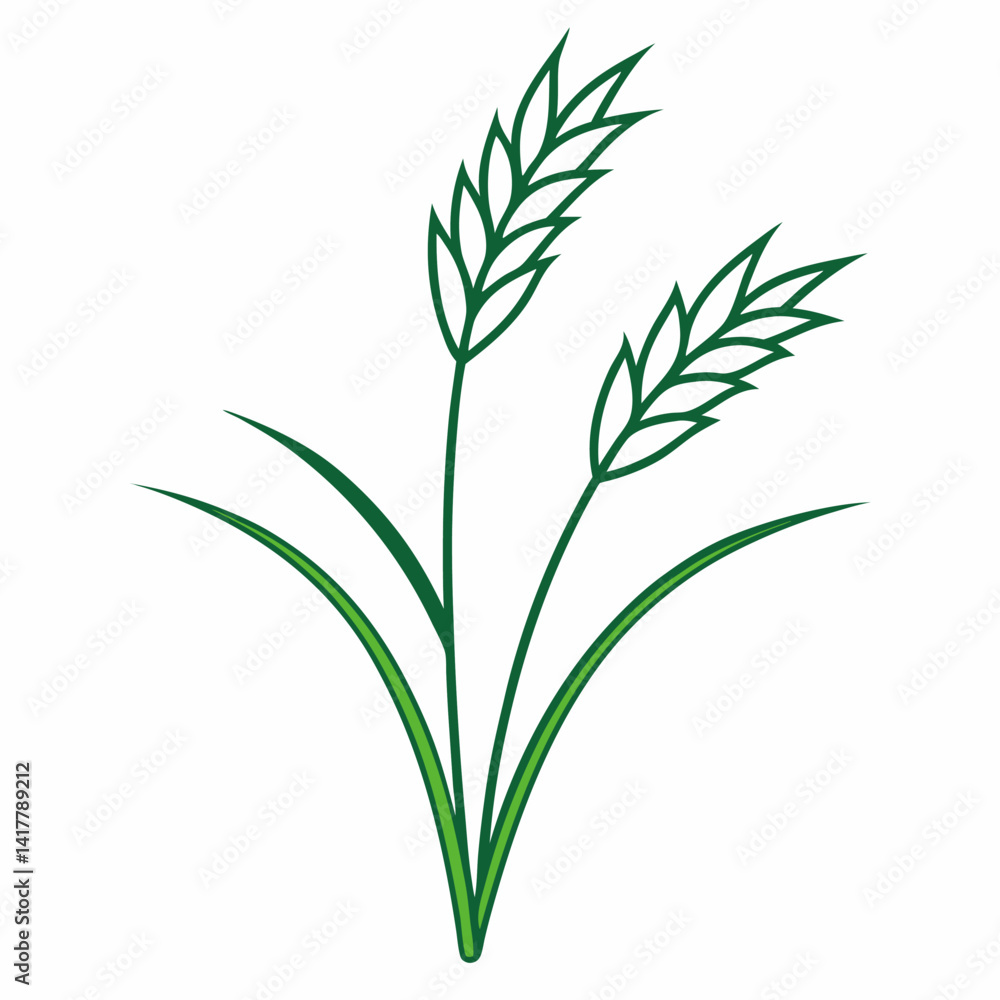 Fototapeta premium Rice plant isolated on white background