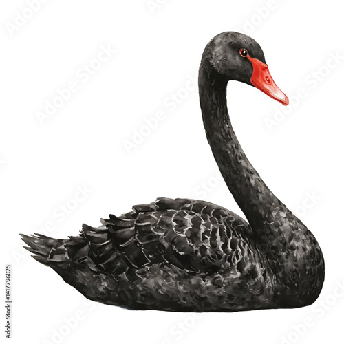 Elegant Black Swan With Red Beak Isolated Hand Drawn Watercolor Painting Illustration