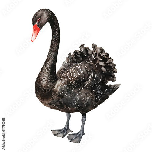 Elegant Black Swan with Red Beak Standing Isolated Hand Drawn Watercolor Painting Illustration