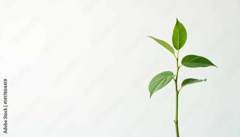 Single, delicate sapling against pure white backdrop, environment, germination Single, delicate sapling against pure white backdrop, environment, germination