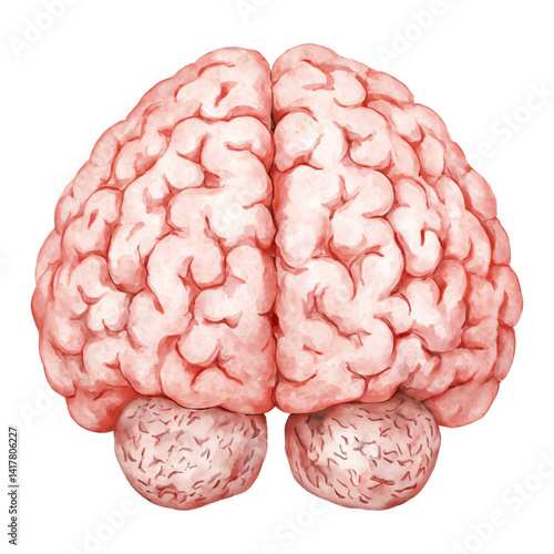 Human Brain Back View Anatomy Organ Isolated Hand Drawn Watercolor Painting Illustration