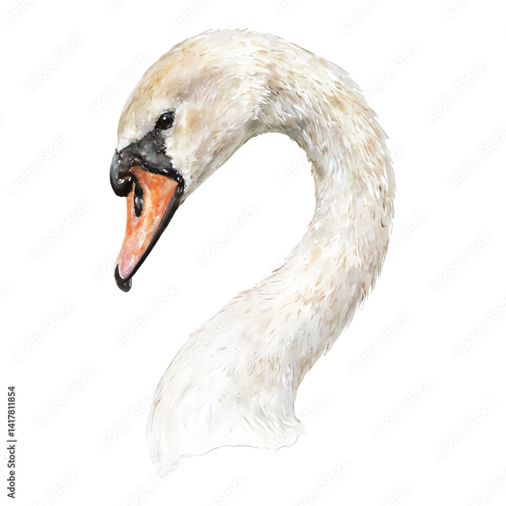 Fototapeta premium Elegant Swan Head Close Up Isolated Hand Drawn Watercolor Painting Illustration Graceful neck