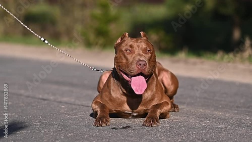 large portrait dog staffordshire terrier pitbull outdoors 