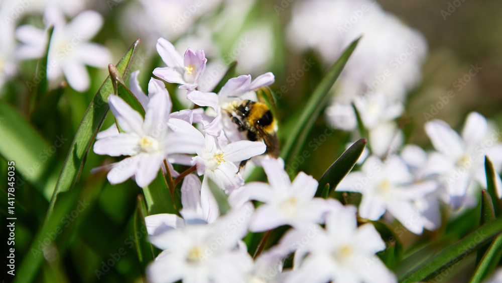 Obraz premium Bumblebee visiting delicate white flowers in a vibrant green garden during springtime