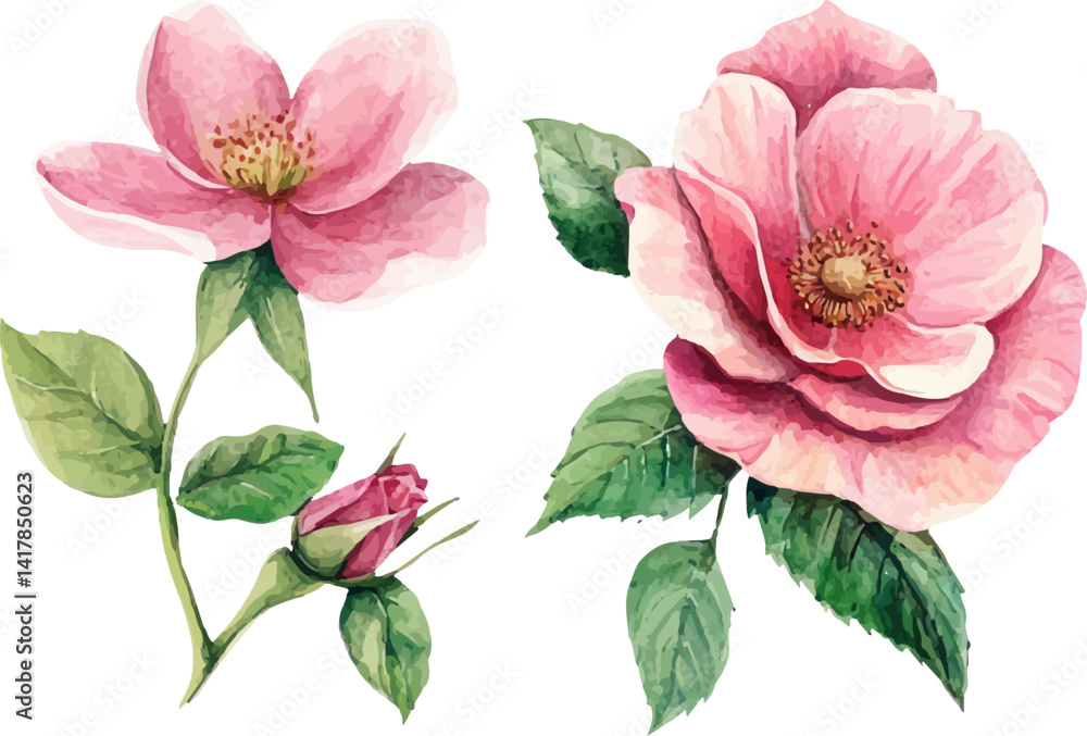 Obraz premium pink carnation flower isolated