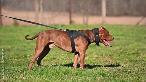 large portrait dog staffordshire terrier pitbull outdoors playing on grass