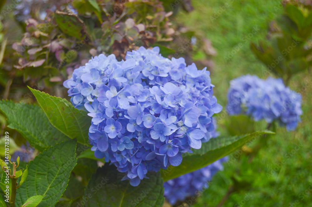 photo about colorful flower garden, blue flowers blooming, spring in the morning photo about colorful flower garden, blue flowers blooming, spring in the morning