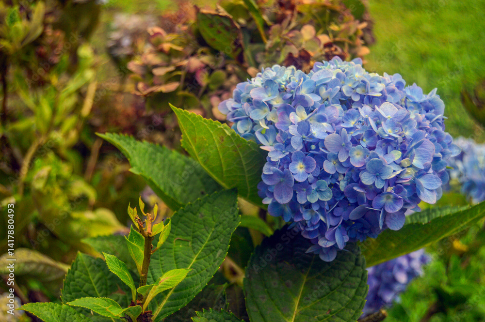 photo about colorful flower garden, blue flowers blooming, spring in the morning photo about colorful flower garden, blue flowers blooming, spring in the morning