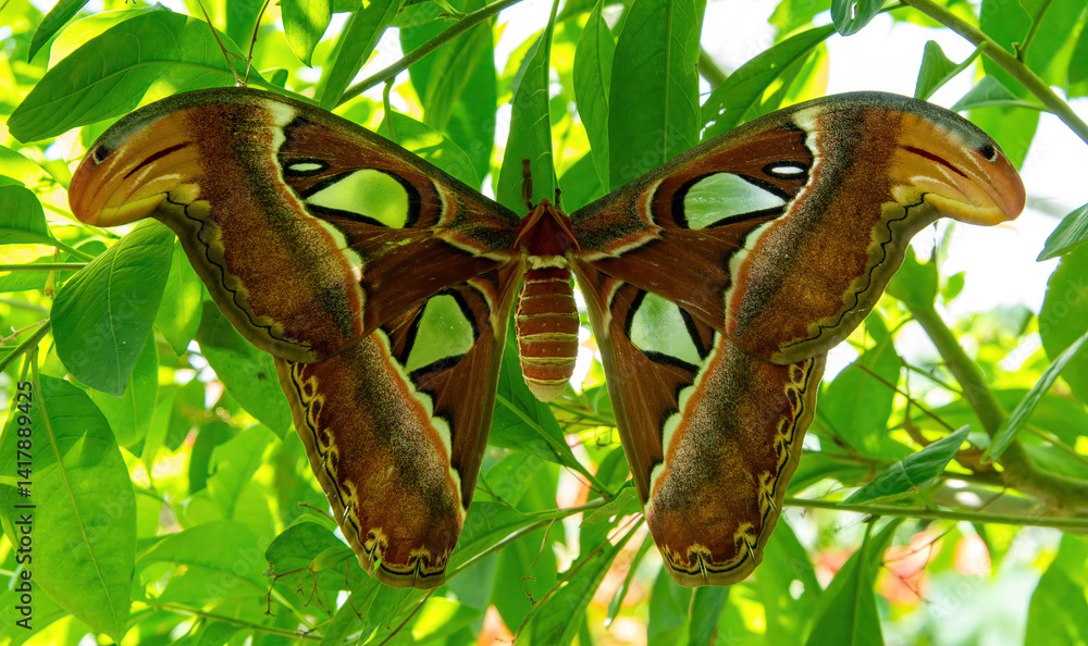 Atlas Moth, Attacus atlas