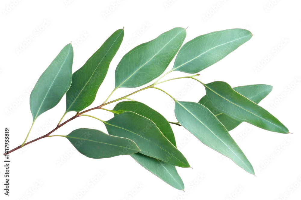 Fresh Eucalyptus leaves on a transparent background Fresh Eucalyptus leaves on a transparent background