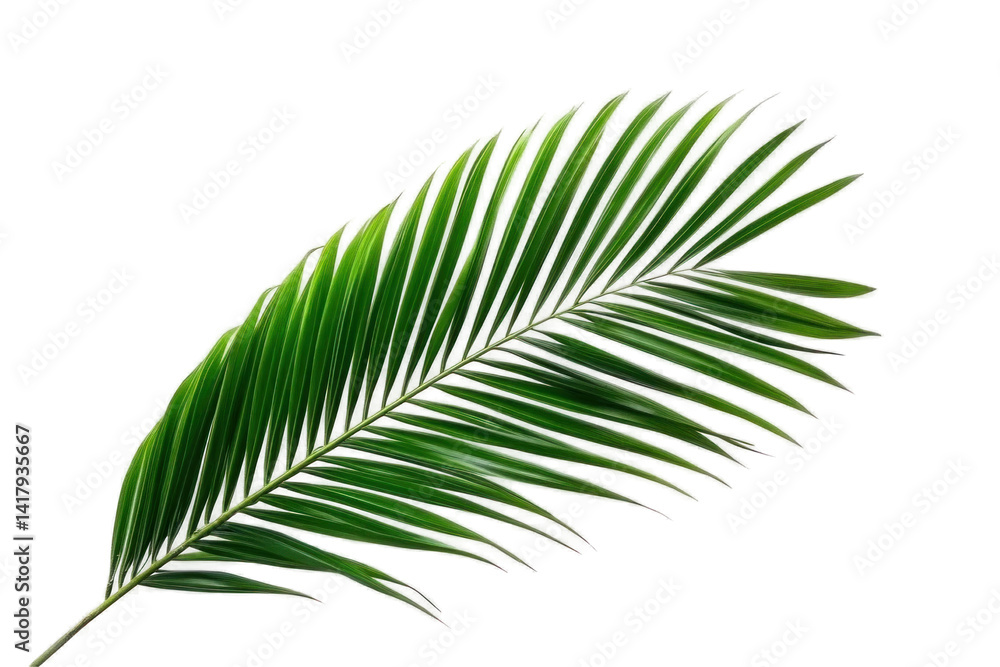 Single palm or coconut tree on a transparent background Single palm or coconut tree on a transparent background