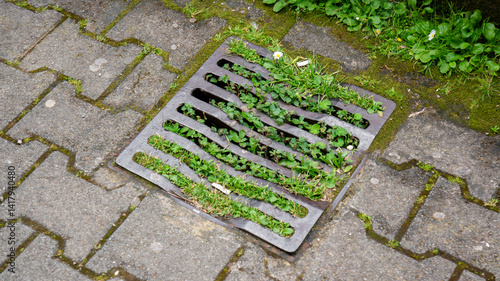 A hatch overgrown with grass in a paving slabs between the slabs grass. Weeds growing between the cracks in the sidewalk.