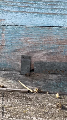 Close-up video of honeybees actively flying out of their wooden hive entrance on a sunny day. The footage captures the vibrant start of their foraging journey, showing detailed motion and natural text