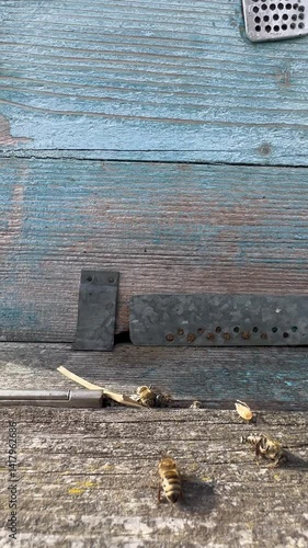 A close-up video of honeybees emerging from their wooden hive entrance, flying into the sunlight. The bees are active and alert, carrying pollen on their legs. A calm rural atmosphere, ideal for educa