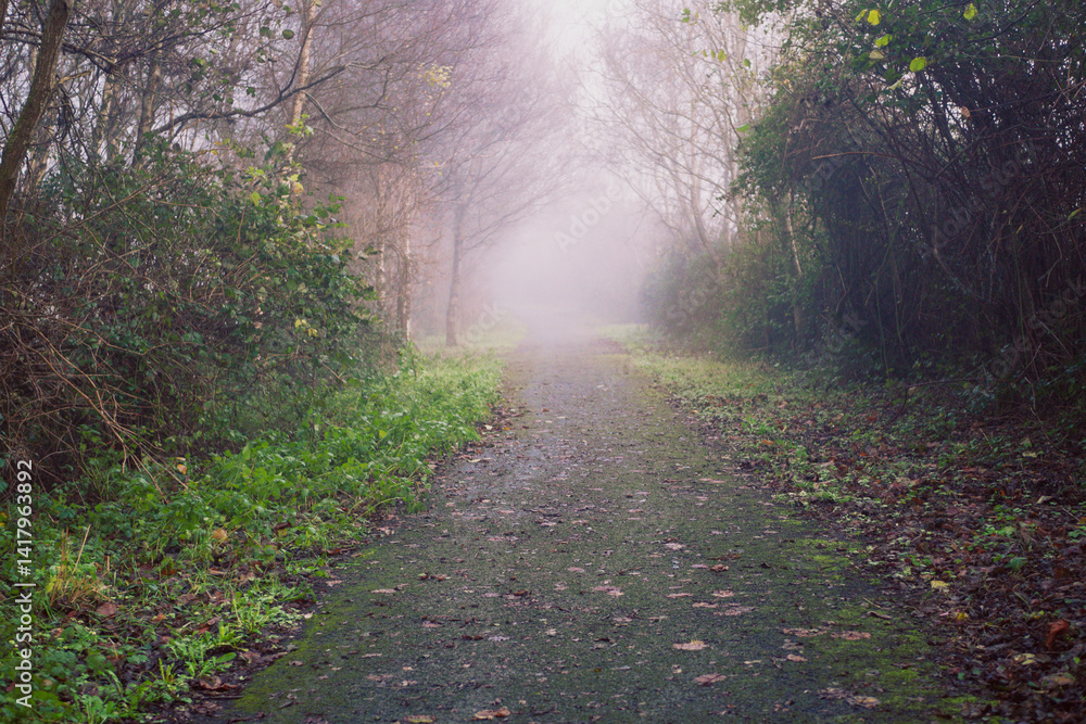 Fototapeta premium A path through a forest with foggy mist and leaves on the ground. The path is wet and muddy, and the trees are tall and leafless. Scene is calm and peaceful, with the mist. Relaxed moody nature.