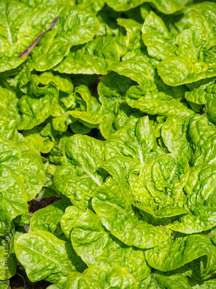 green lettuce in the garden