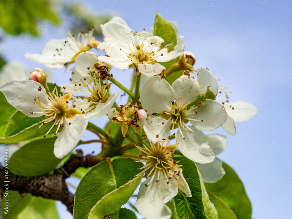 white pear blossoms on a blue sunny sky in a spring