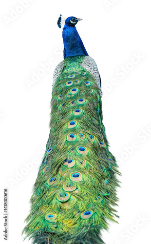 Beautiful Peacock Isolated On White