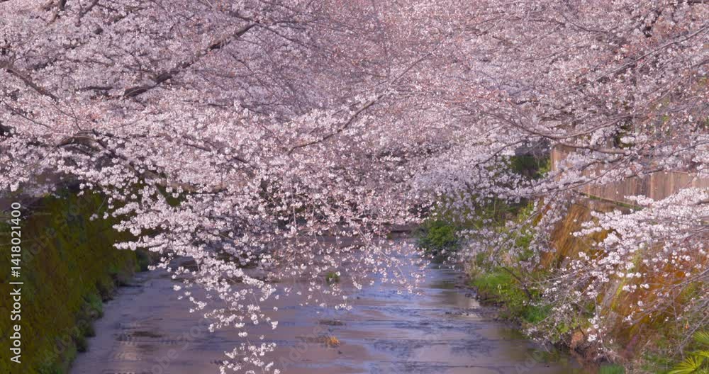 ピンク色が綺麗な満開の桜 ピンク色が綺麗な満開の桜