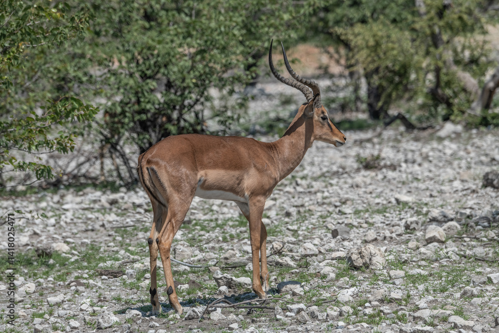 Etosha Nationalpark Etosha Nationalpark