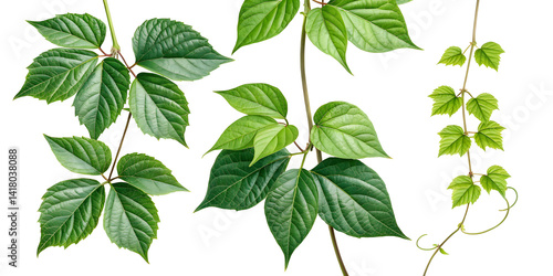 Green Heart-Shaped Vine Leaves Isolated on White Background – Botanical Plant Clipart for Design and Decoration