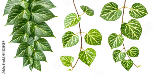 Green Heart-Shaped Vine Leaves Isolated on White Background – Botanical Plant Clipart for Design and Decoration