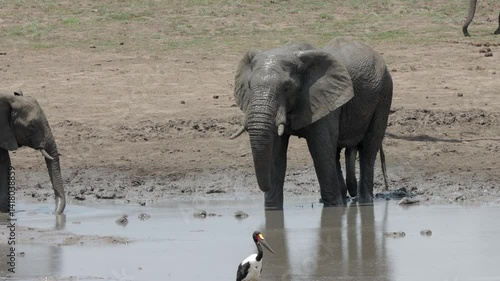 African elephant herd taking mud bath