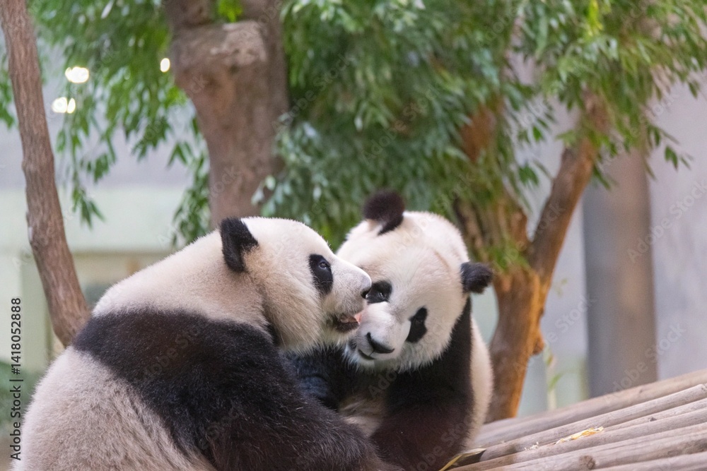 Obraz premium Endearing Pandas Cuddling A Gentle Moment in Their Sanctuary