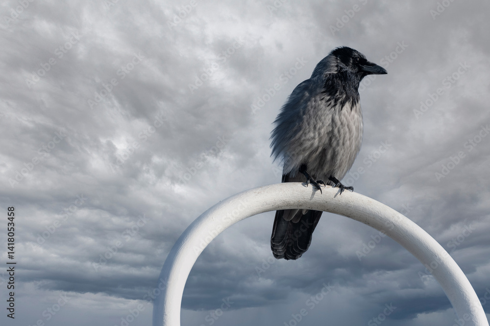 Hooded crow against dramatic cloudy sky – moody nature photo of Corvus cornix under stormy atmosphere