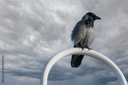 Obraz na płótnie Hooded crow against dramatic cloudy sky – moody nature photo of Corvus cornix under stormy atmosphere w salonie