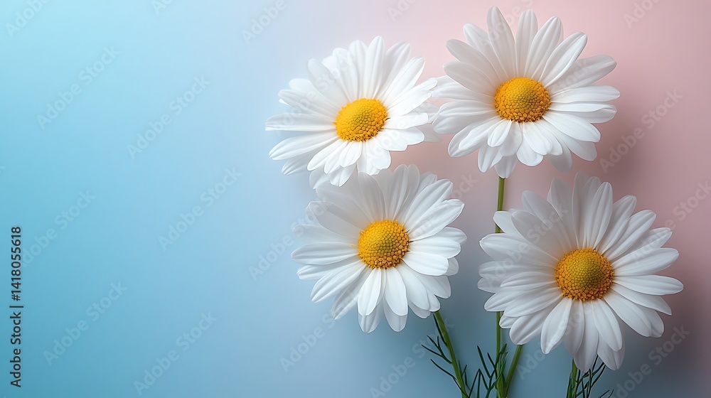 Fototapeta premium Delicate white daisies arranged against a soft pastel background.