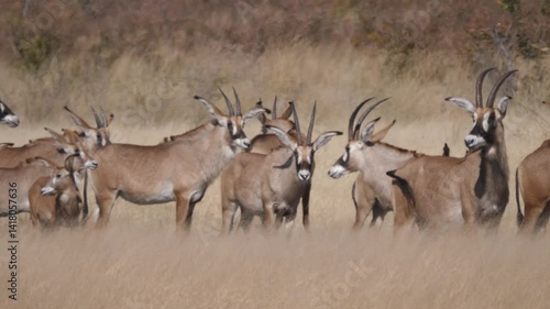 Herd of Roan antelope in Khaudum National Park Namibia
