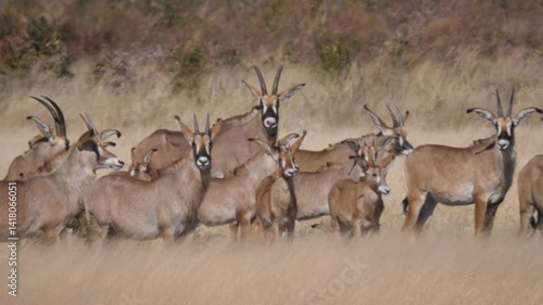 Herd of Roan antelope in Khaudum National Park Namibia