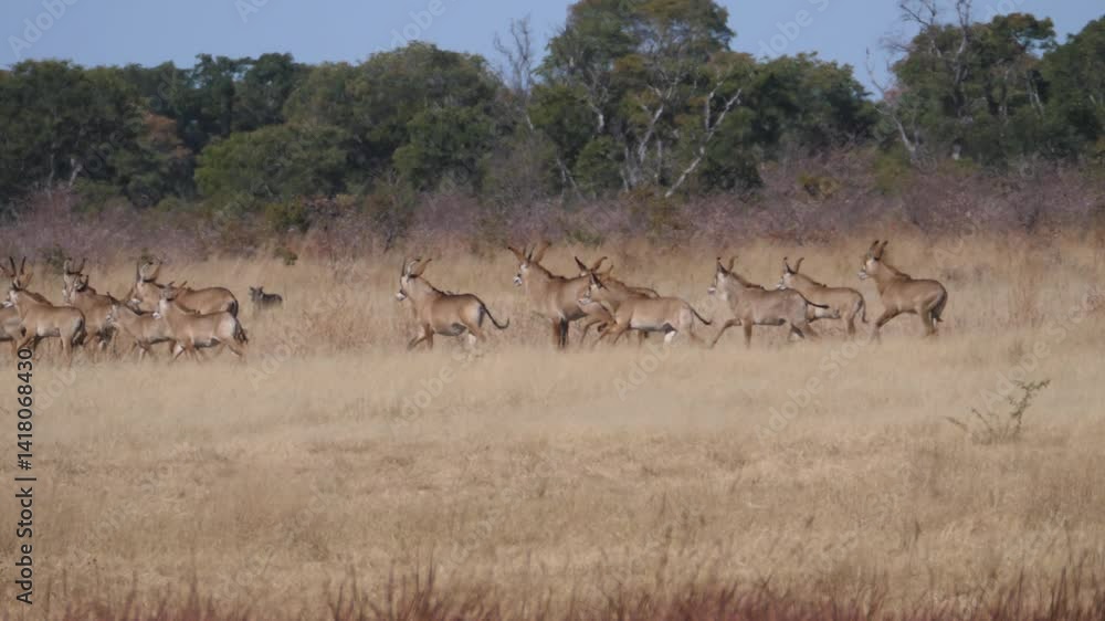 Herd of Roan antelope running in Khaudum National Park Namibia Herd of Roan antelope running in Khaudum National Park Namibia