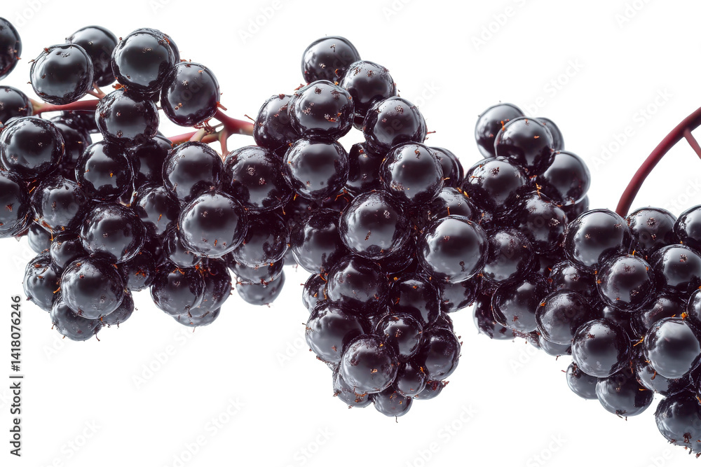 Fresh elderberry berries closeup antioxidant rich fruit detail on transparent background Fresh elderberry berries closeup antioxidant rich fruit detail on transparent background