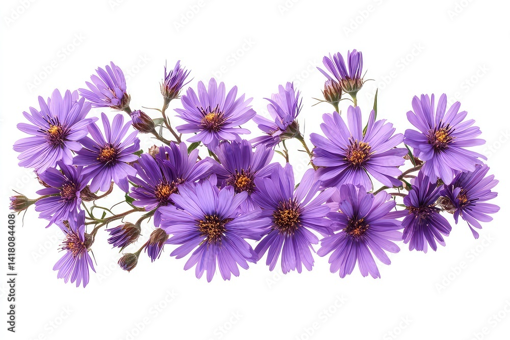 Obraz premium A collection of vibrant purple aster flower heads
