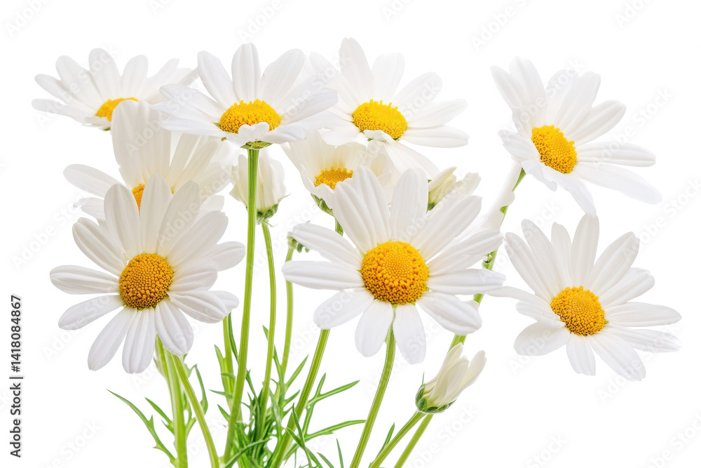 Beautiful white daisies floral bloom spring flower background image on transparent background Beautiful white daisies floral bloom spring flower background image on transparent background