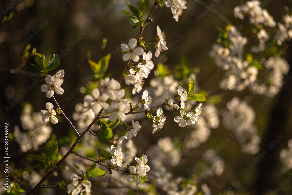 blooming apple tree blooming apple tree