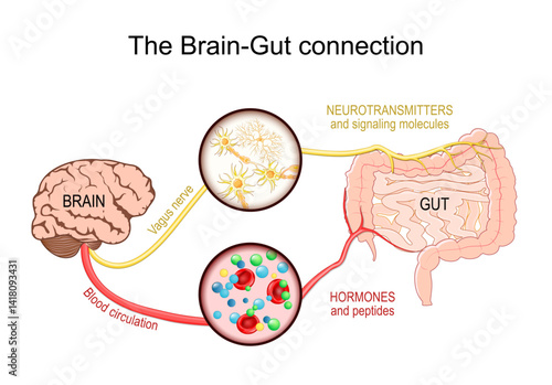 Brain-gut axis. Gut microbiota. Vagus nerve and Enteric nervous system