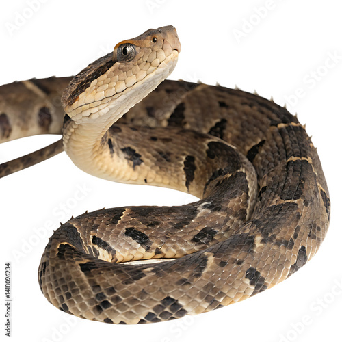 fer de lance in Transparent Background Closeup of a Boa Constrictor Showing Detailed Scales and Pattern