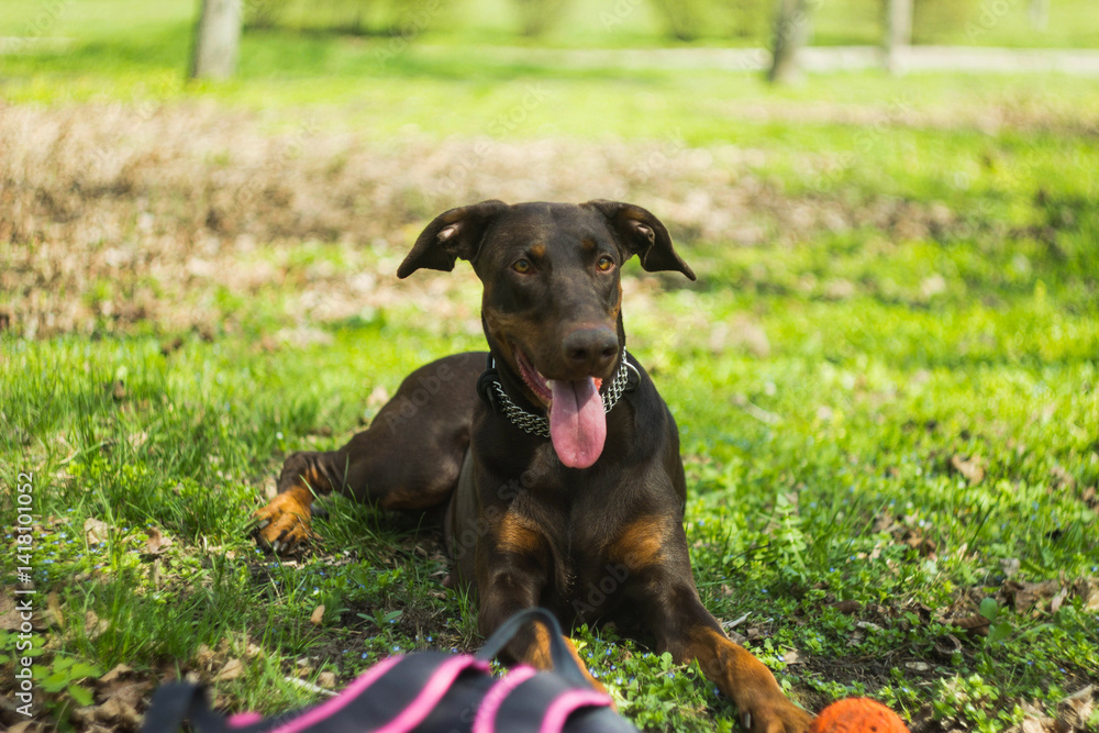 red doberman with a ball in the grass on the background of a green lawn. red doberman with a ball in the grass on the background of a green lawn.