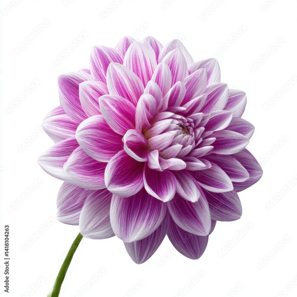 Pink dahlia flower close up isolated on white background Pink dahlia flower close up isolated on white background