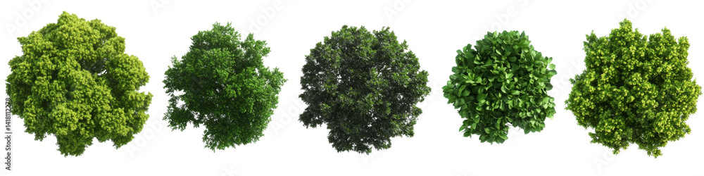 Five Green Trees Top View, Isolated on Transparent Background, 3D Render, Nature, Foliage, Trees, 3D rendering, nature Five Green Trees Top View, Isolated on Transparent Background, 3D Render, Nature, Foliage, Trees, 3D rendering, nature