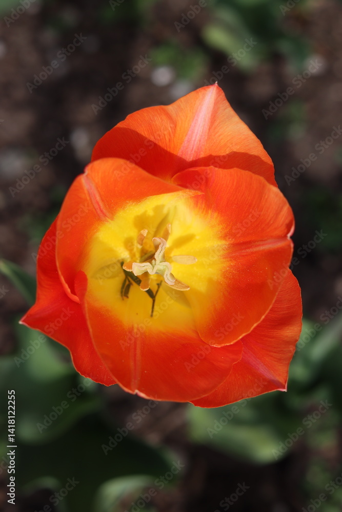 Close up of a red and yellow tulip Close up of a red and yellow tulip