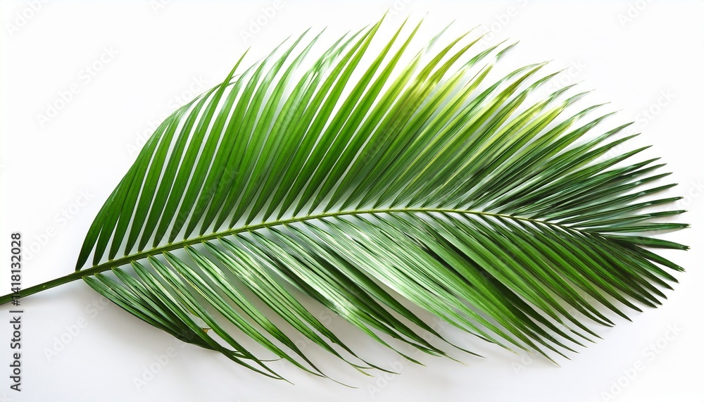 Obraz premium green palm leaf isolated on white background