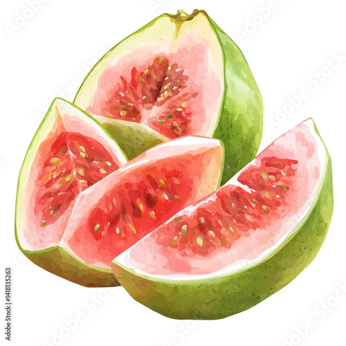 watercolor of Guava Sliced Into Wedges, vector, isolated on a white background.