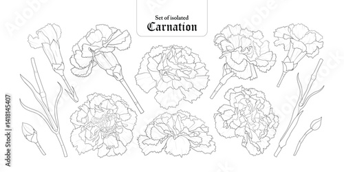 Set of isolated carnation. Cute flower illustration in hand drawn style. Black outline and white plain on a transparent background.