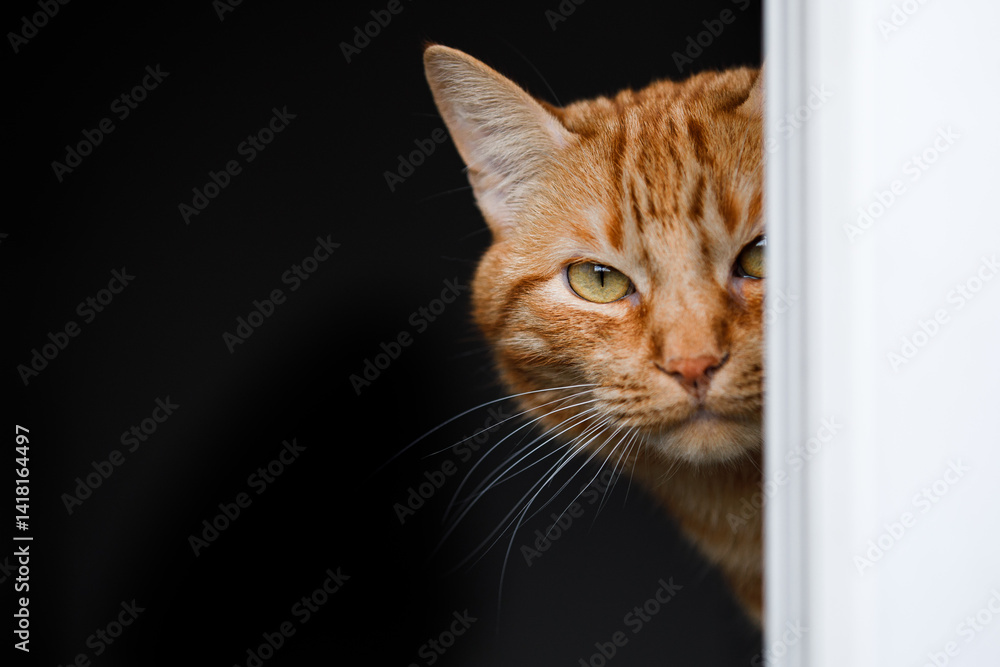Portrait of little adorable red cat indoors